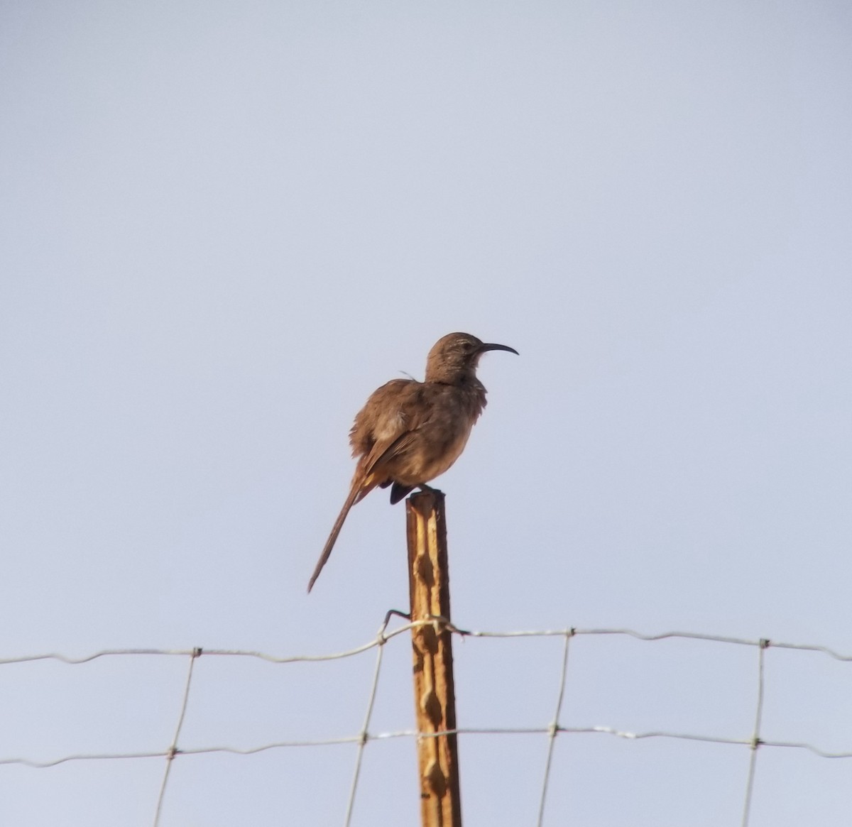 California Thrasher - ML611071650