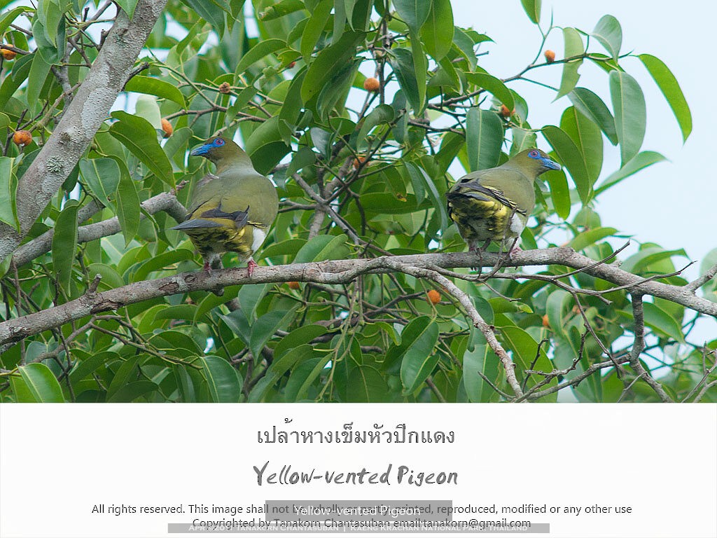 Yellow-vented Green-Pigeon - Tanakorn Chantasuban