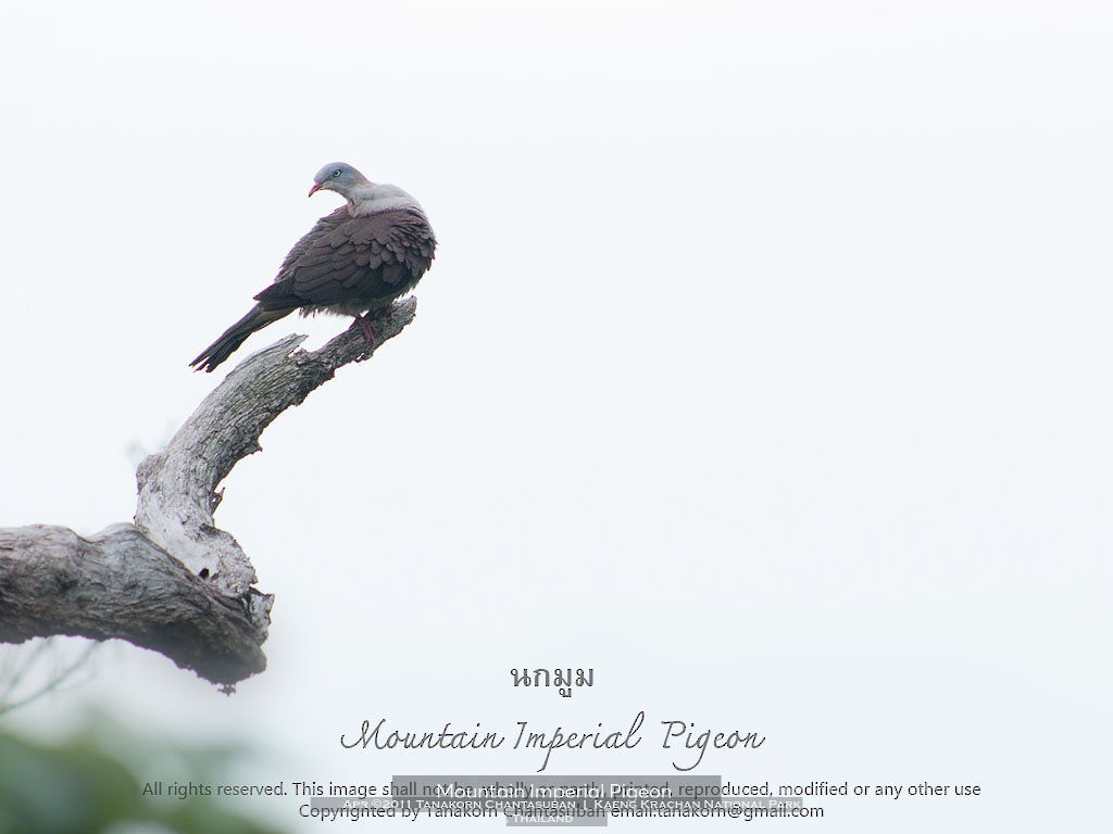 Mountain Imperial-Pigeon - ML611071683
