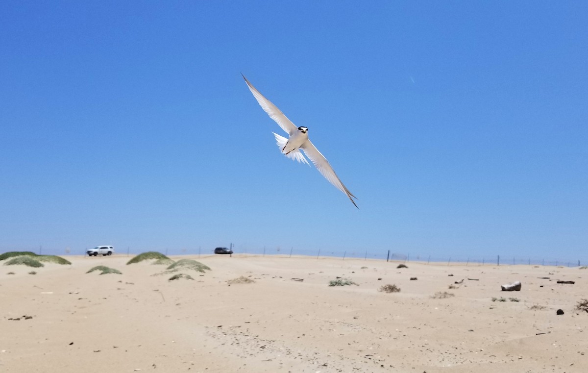 Least Tern - ML611071696