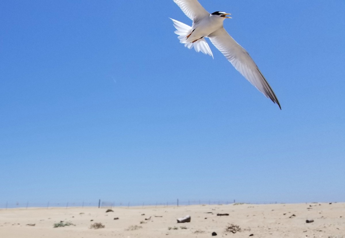 Least Tern - ML611071713