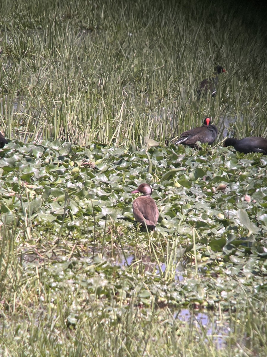 Brazilian Teal - Steve Sánchez - Kuntur Birding - COAP