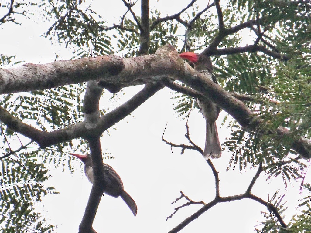 Red-billed Dwarf Hornbill - ML611071831