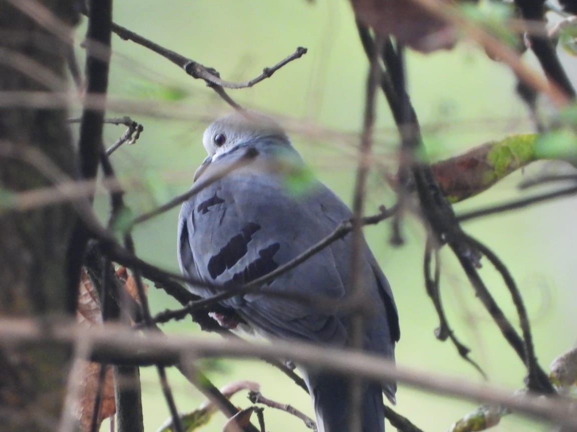Maroon-chested Ground Dove - ML611071955
