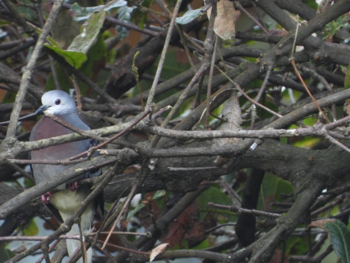 Maroon-chested Ground Dove - ML611071956