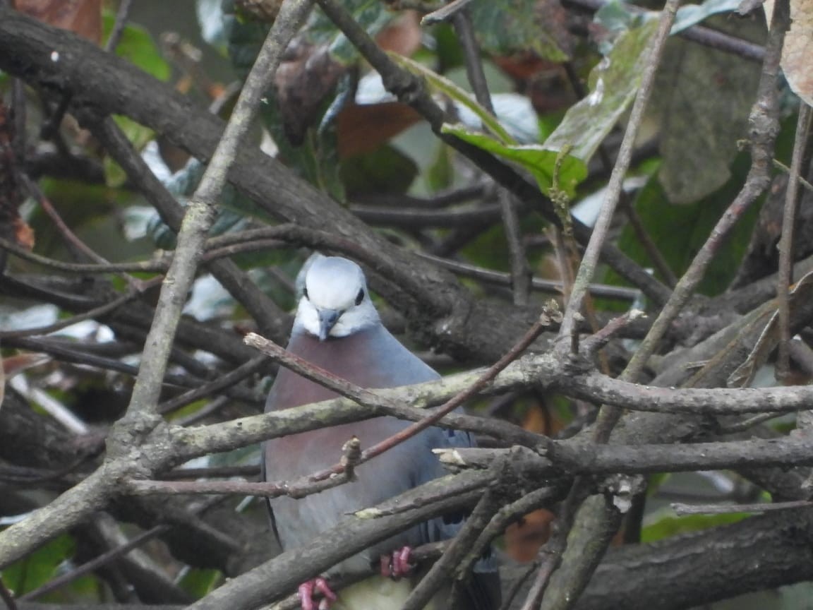 Maroon-chested Ground Dove - ML611071957
