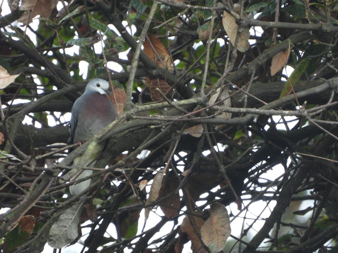 Maroon-chested Ground Dove - ML611071958