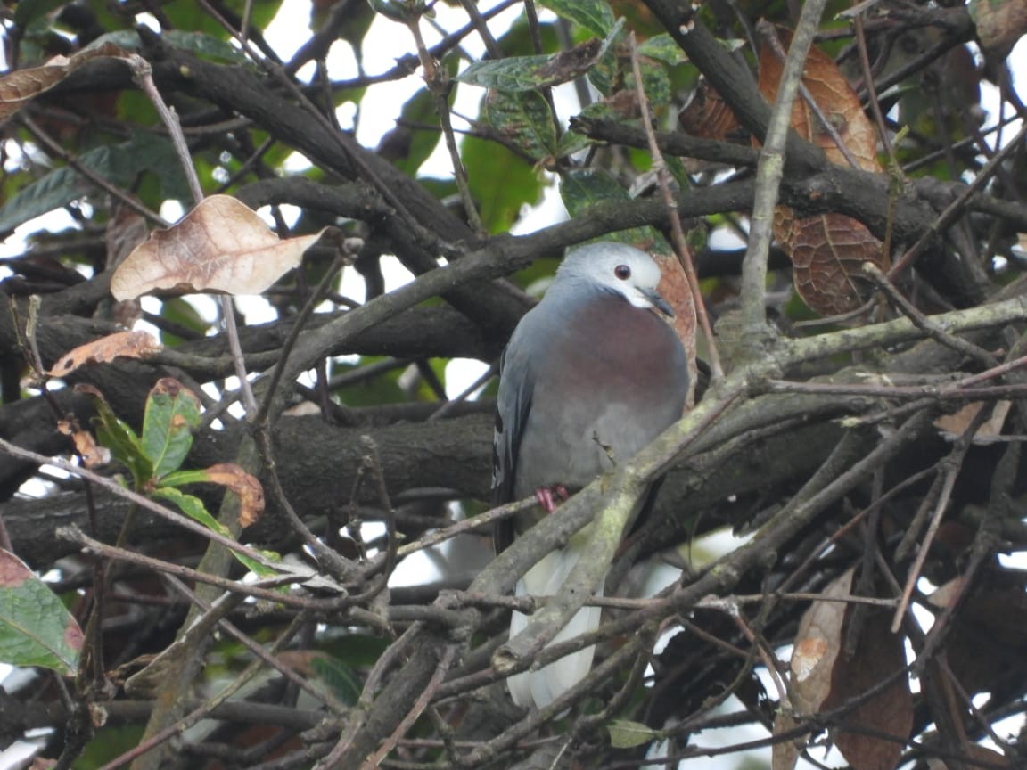 Maroon-chested Ground Dove - ML611071959
