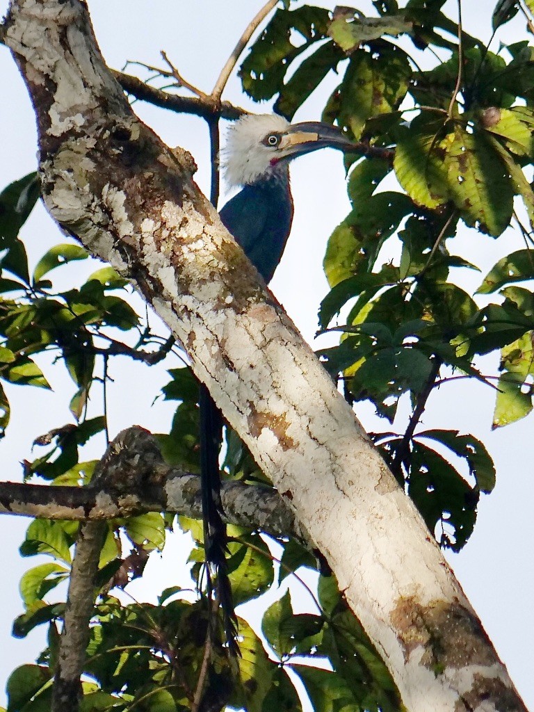 Western Long-tailed Hornbill - ML611072062