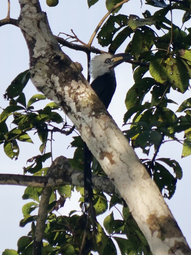 Western Long-tailed Hornbill - ML611072063