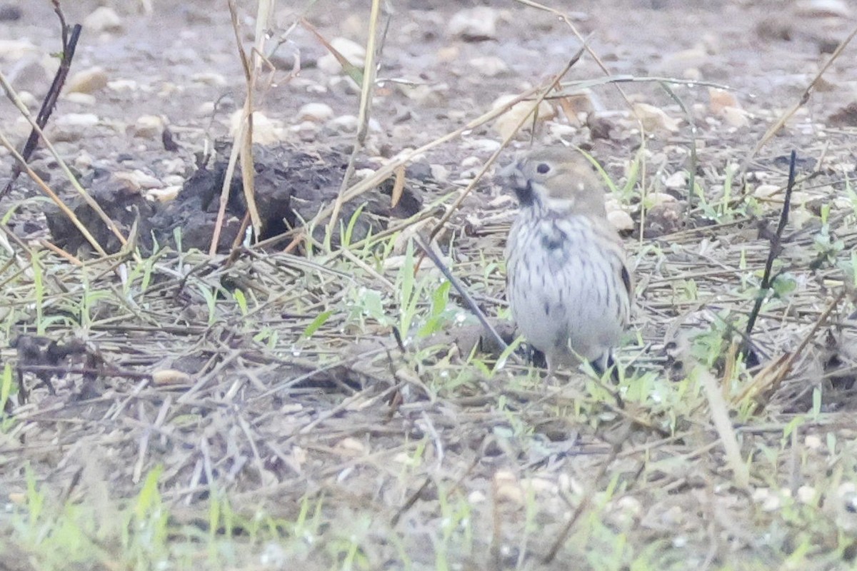 Lark Bunting - Parker Marsh