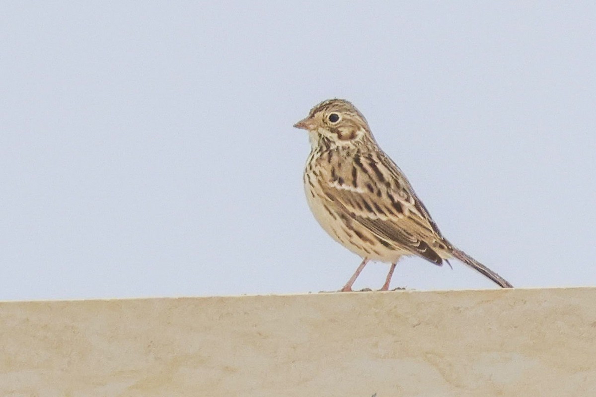Vesper Sparrow - Parker Marsh