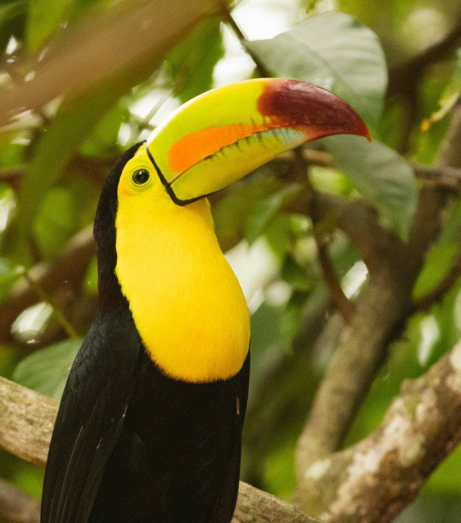 Keel-billed Toucan - ML611072206