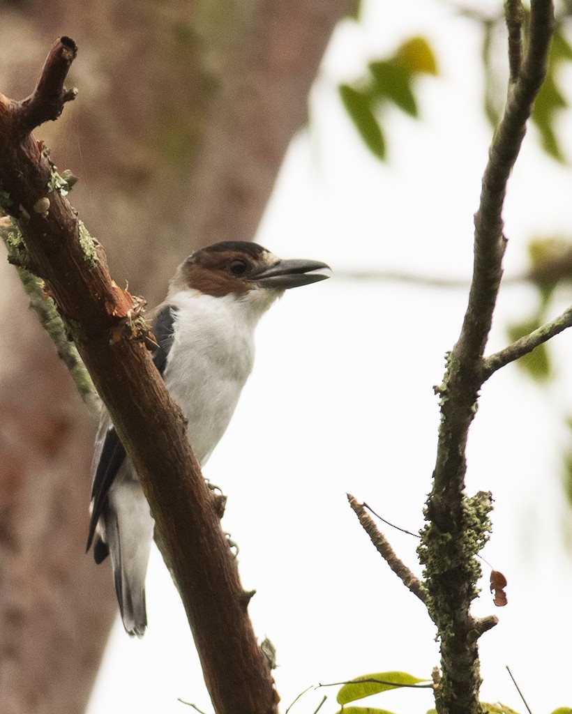 Black-crowned Tityra - manuel grosselet