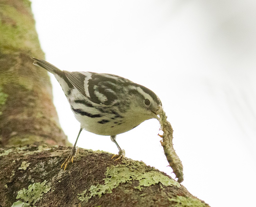 Black-and-white Warbler - ML611072261