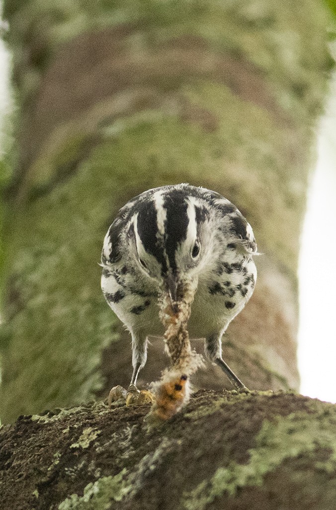 Black-and-white Warbler - ML611072262