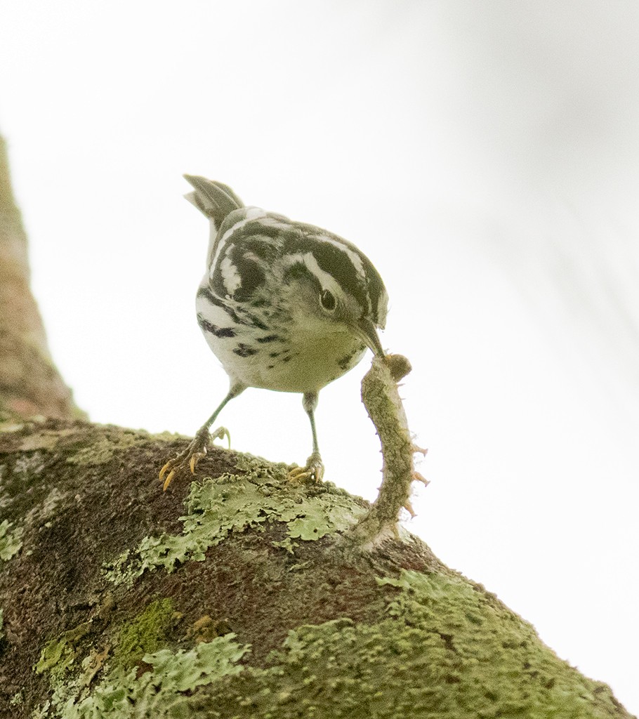 Black-and-white Warbler - manuel grosselet