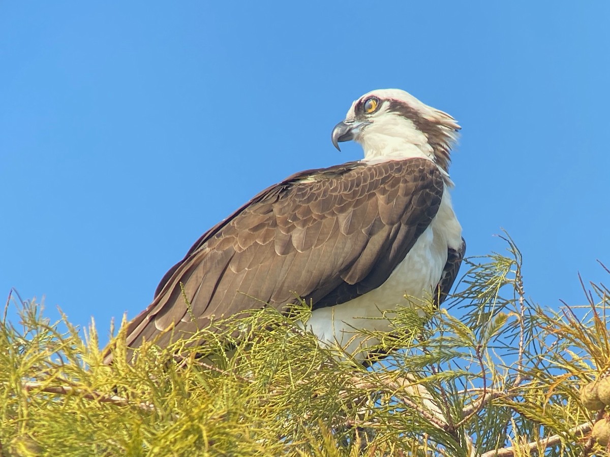 Osprey - ML611072305