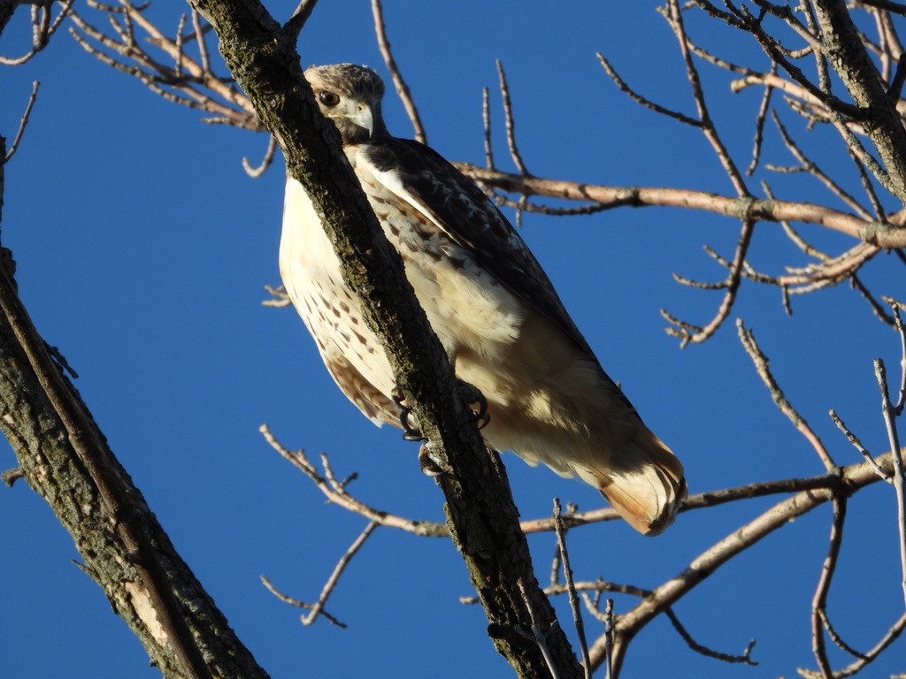 Red-tailed Hawk - ML611072353