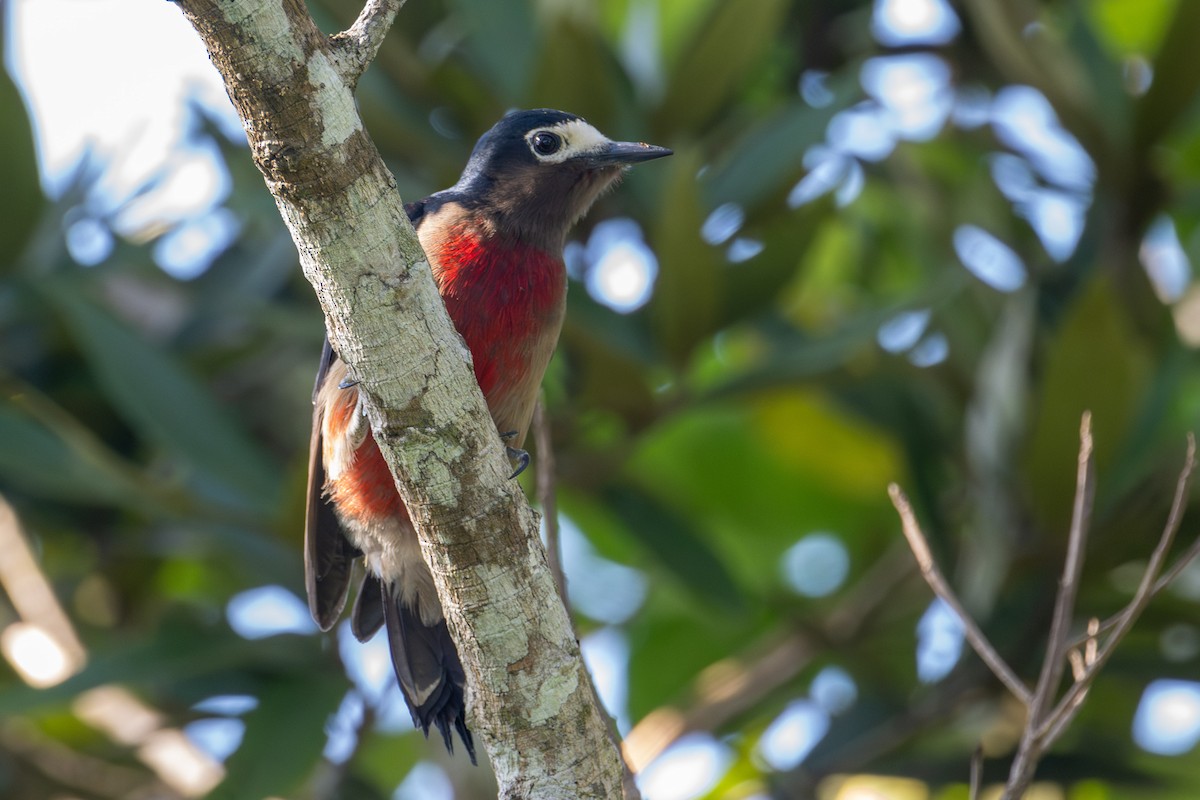 Puerto Rican Woodpecker - ML611072357