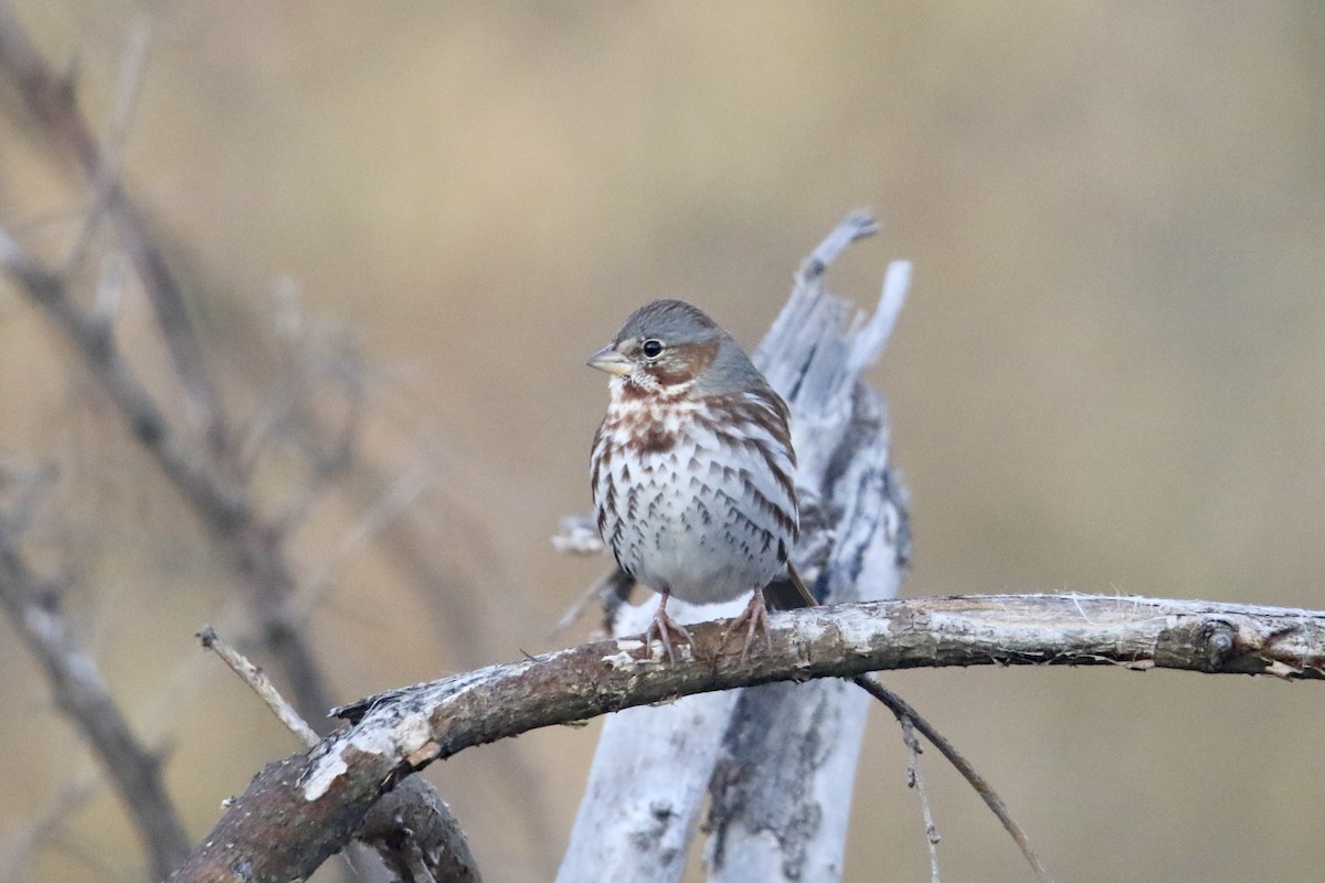 Fox Sparrow - ML611072400