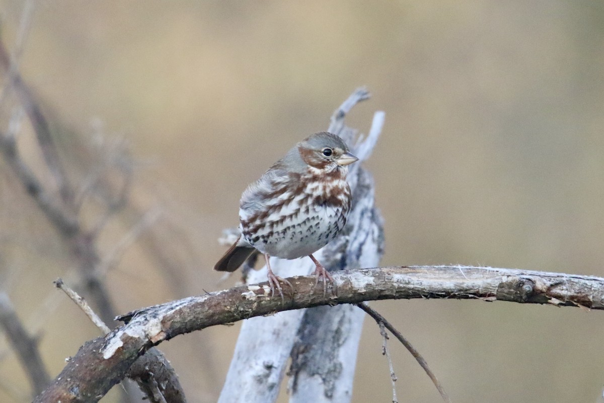 Fox Sparrow - ML611072404