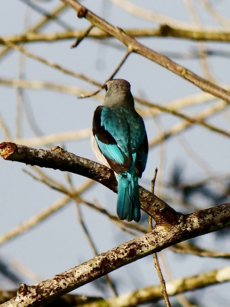 Woodland Kingfisher - ML611072469