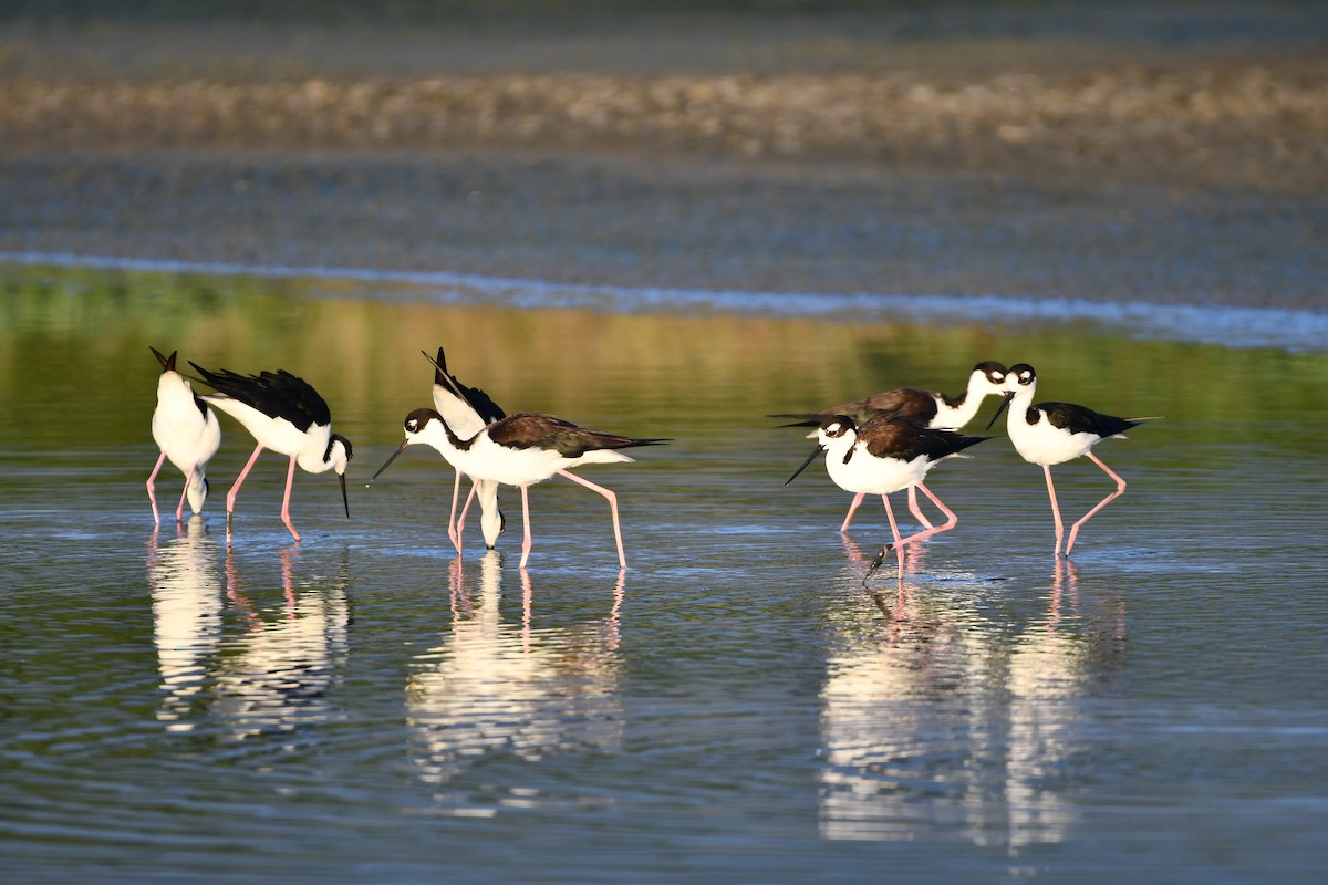 Black-necked Stilt - D T