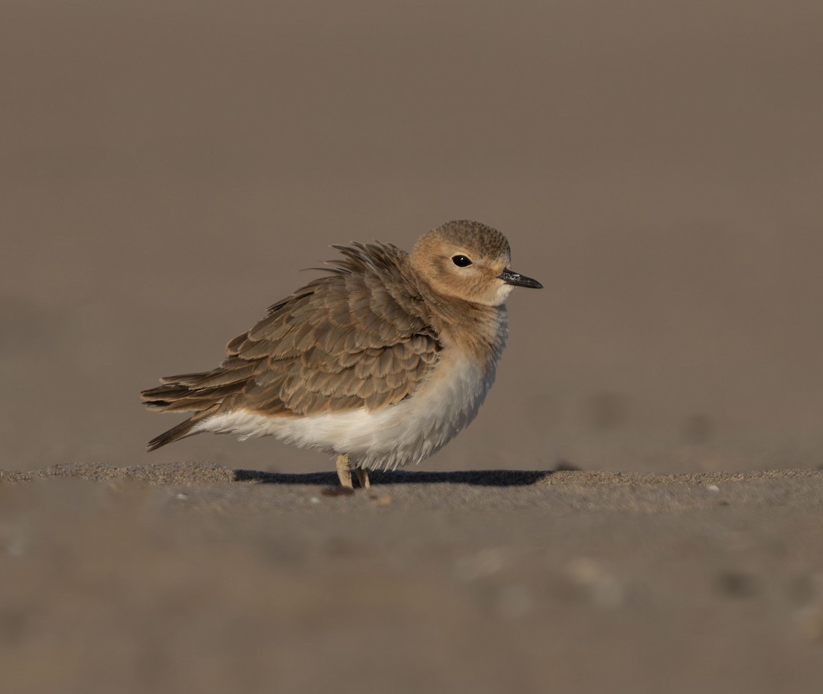 Mountain Plover - Henry Chiu