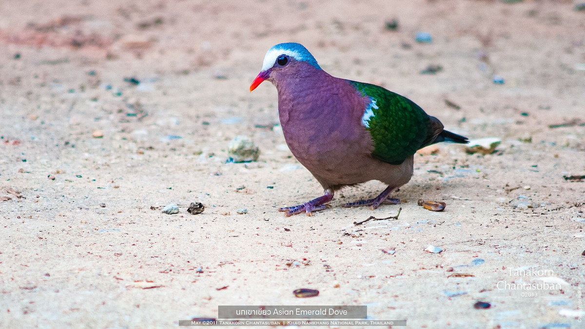 Asian Emerald Dove - ML611072636