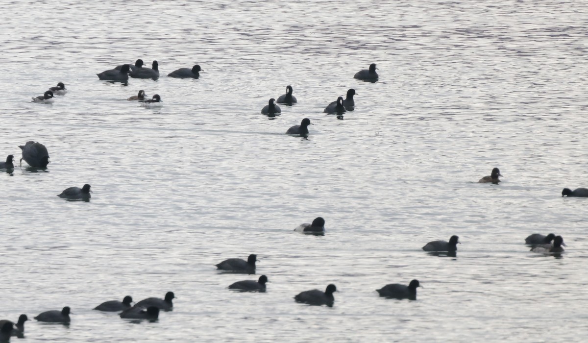 Bufflehead - ML611072711