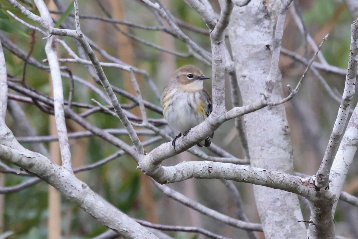 Yellow-rumped Warbler (Myrtle) - ML611072742