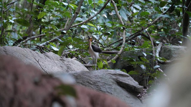 White-necked Rockfowl - ML611072947