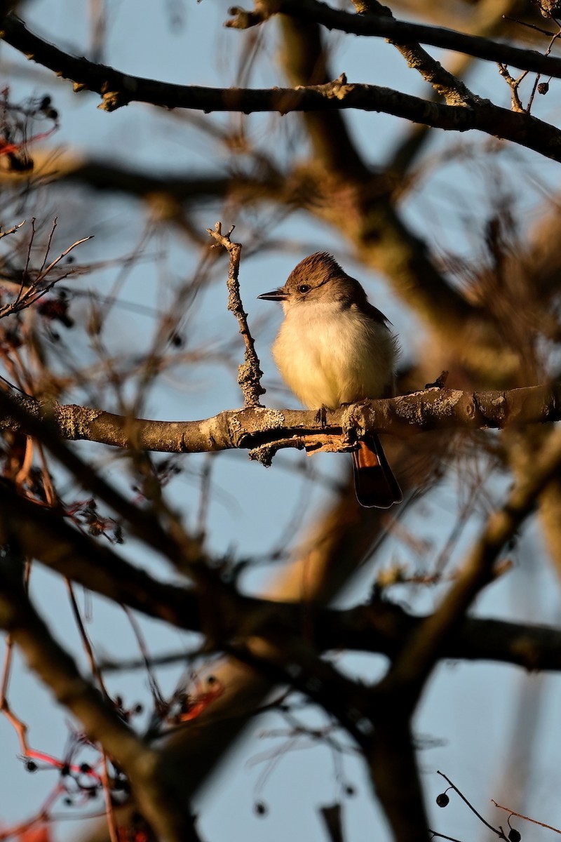 Ash-throated Flycatcher - Eileen Gibney