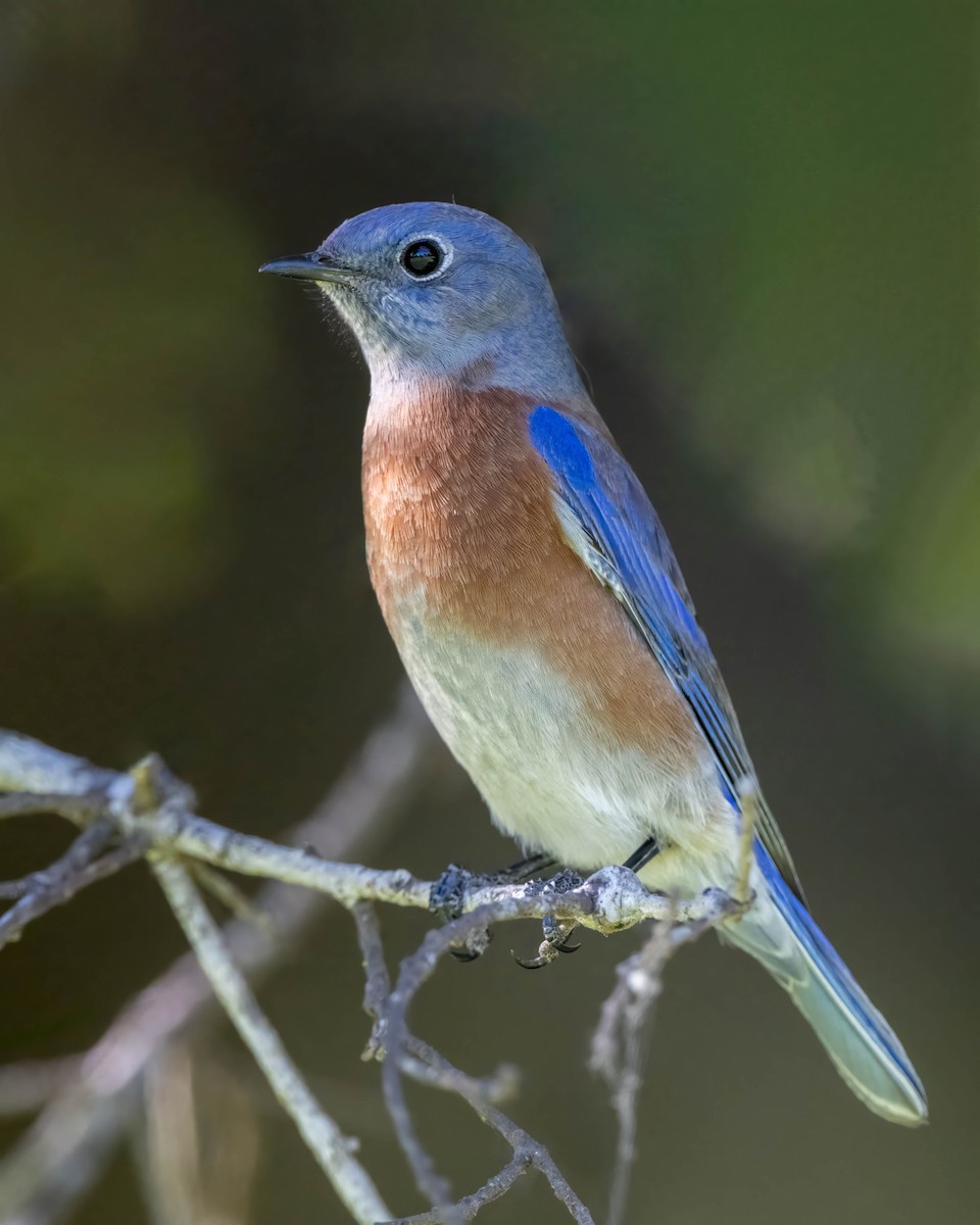 Western Bluebird - ML611073066