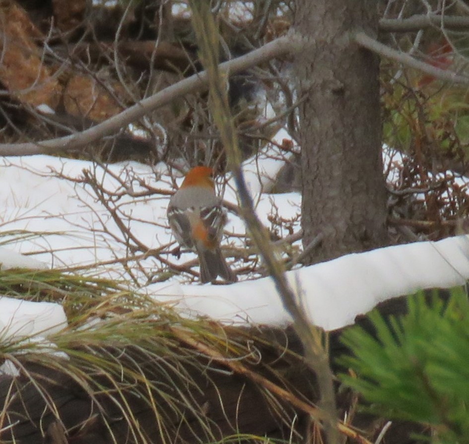 Pine Grosbeak - ML611073088