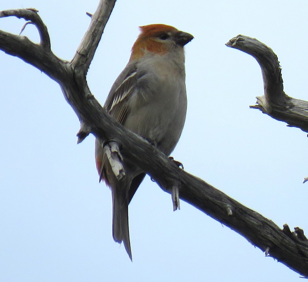 Pine Grosbeak - ML611073108