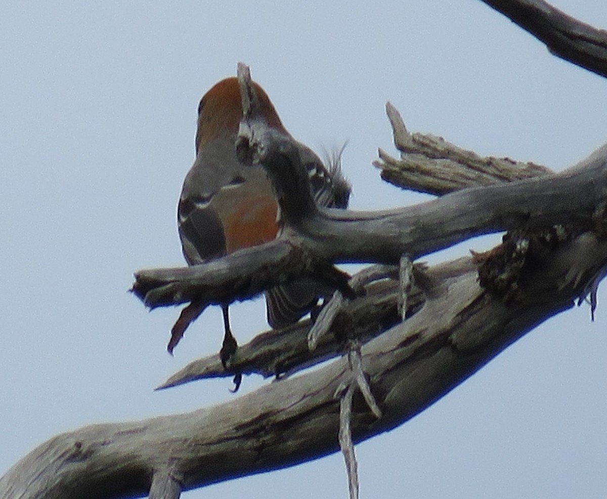 Pine Grosbeak - ML611073148