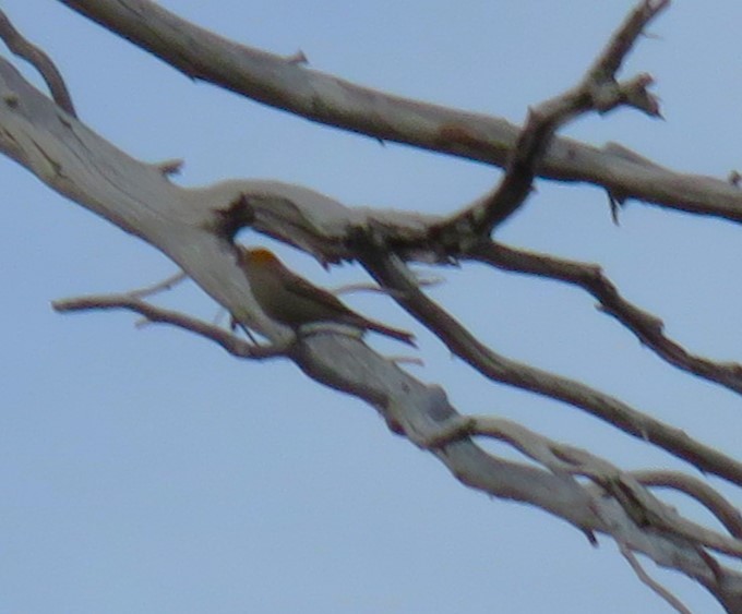 Pine Grosbeak - ML611073178