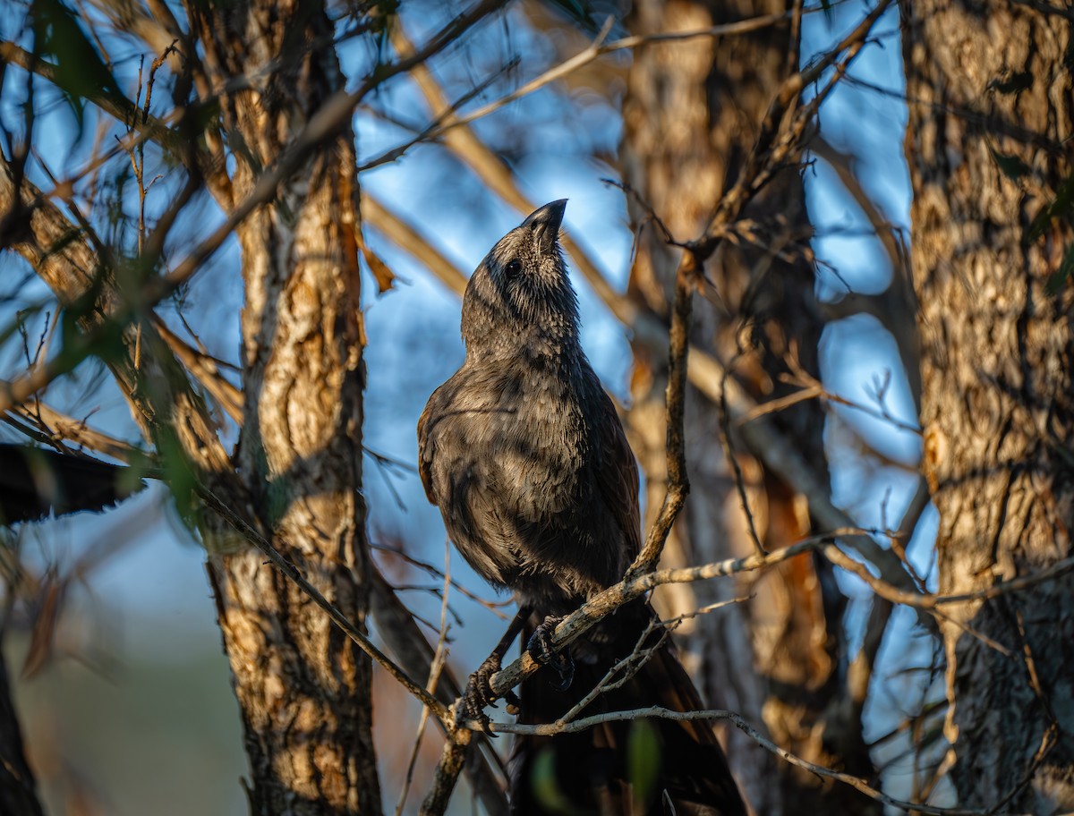 Apostlebird - ML611073272