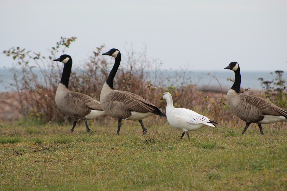 Ross's Goose - ML611073294