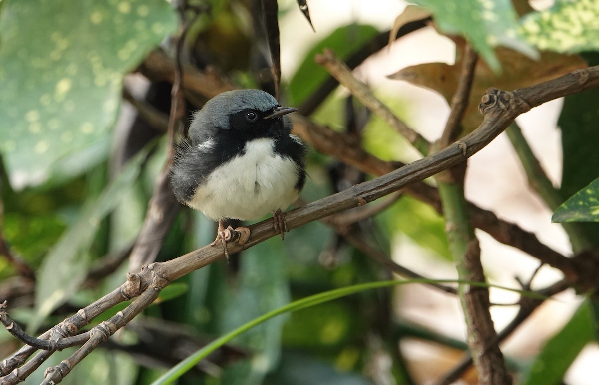 Black-throated Blue Warbler - ML611073344