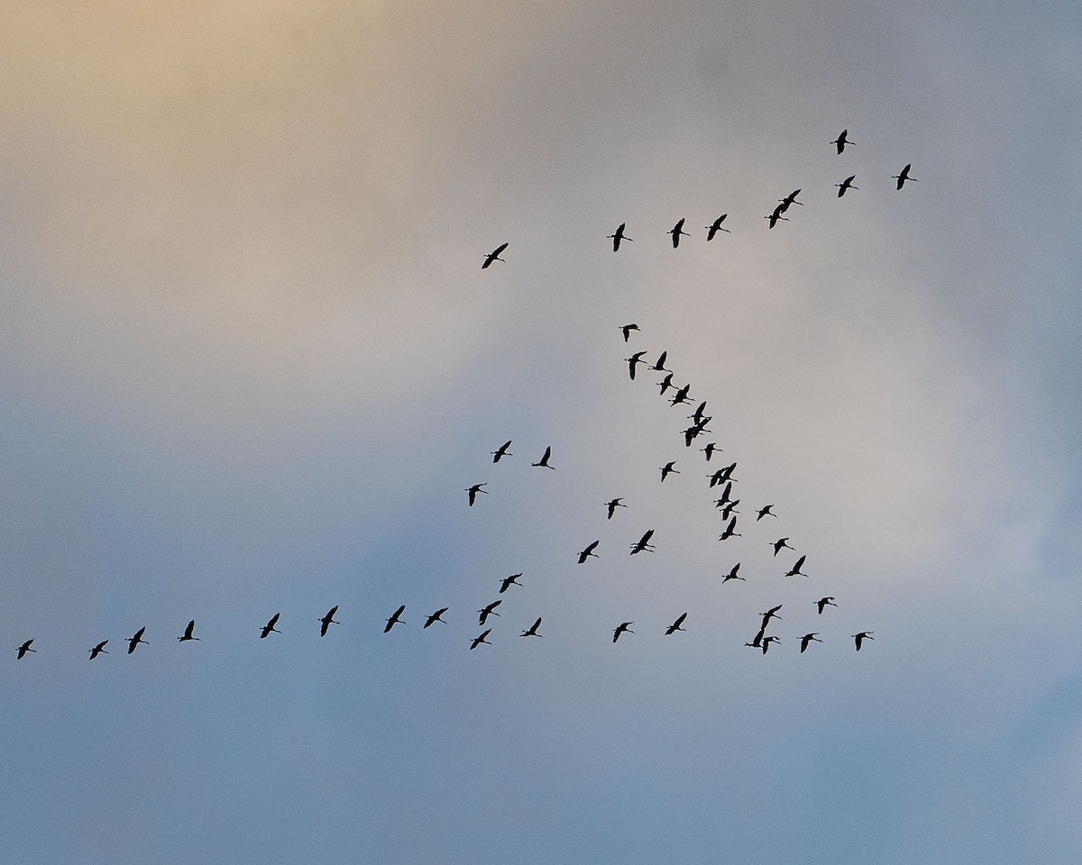 Sandhill Crane - ML611073372