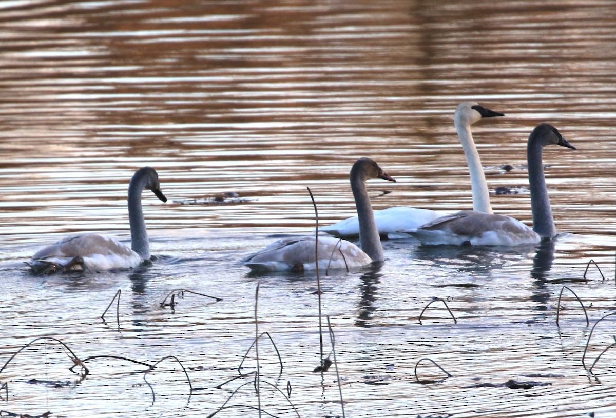 Trumpeter Swan - ML611073399