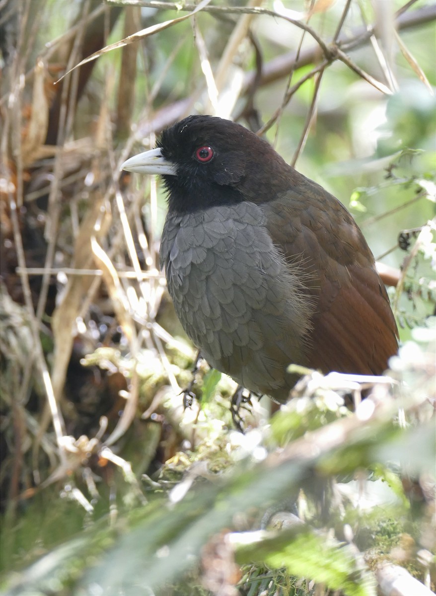 Pale-billed Antpitta - ML611073415