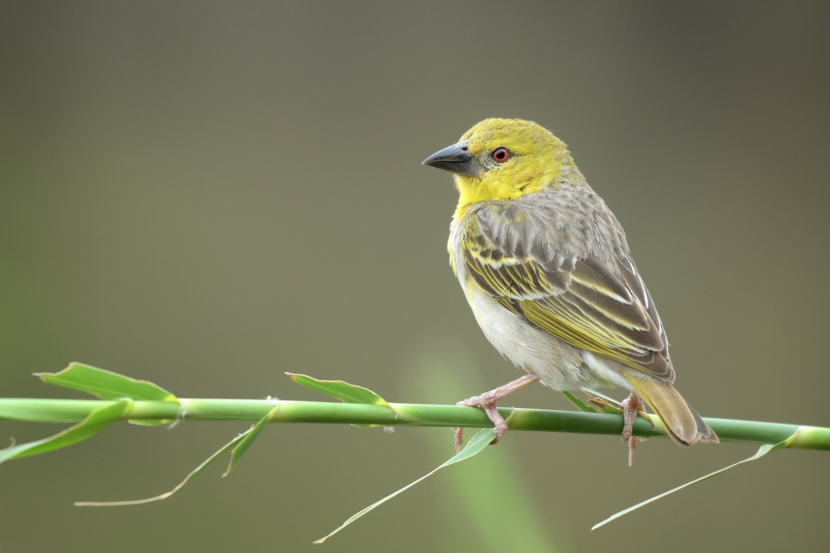 Village Weaver - Anonymous