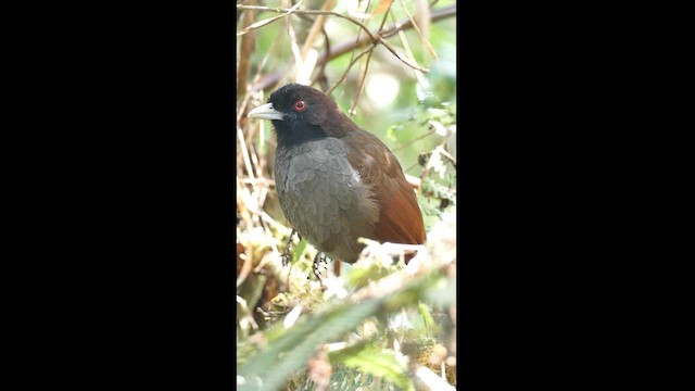 Pale-billed Antpitta - ML611073485