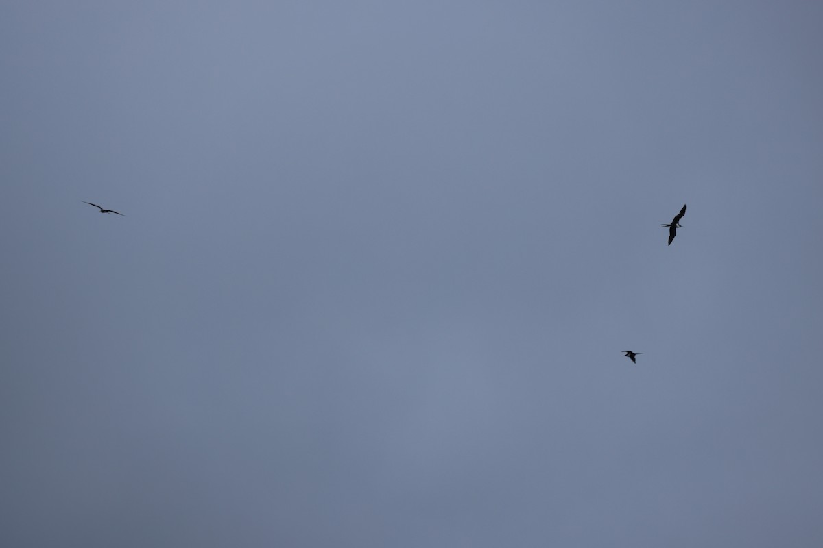 Great Frigatebird - ML611073516