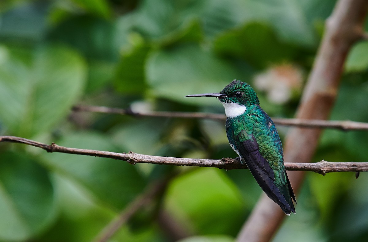 White-throated Hummingbird - Nick Hamatake