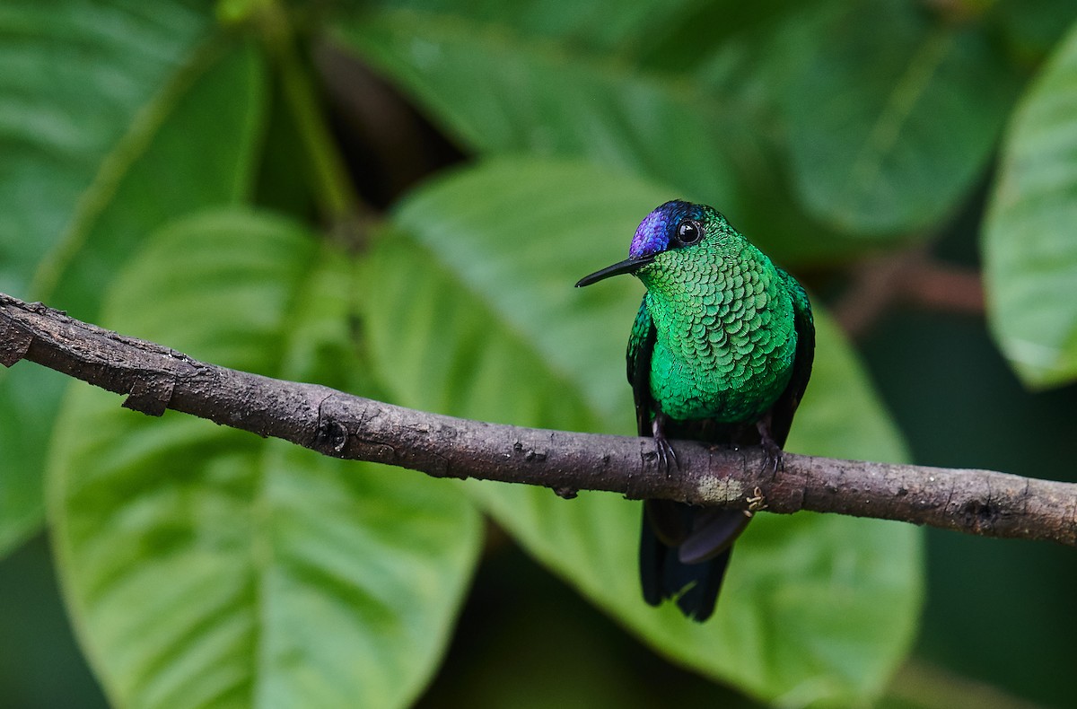 kolibřík fialovotemenný - ML611073534